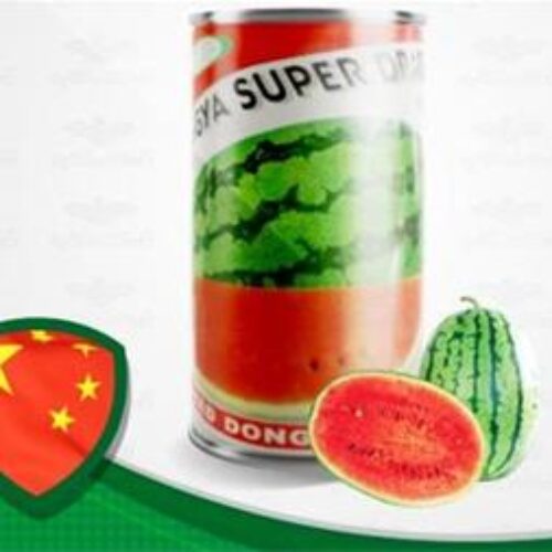 فروش بذر هندوانه سوپر دراگون